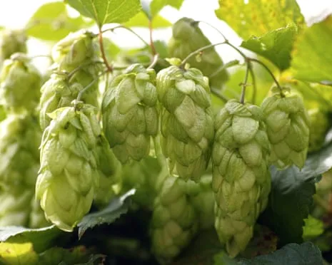 Craft A Personal Beer Garden: Growing Hops Proves to Be Straightforward and Satisfying
