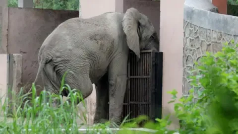 The Solitary Life and Death of India’s Capital’s Lone African Elephant